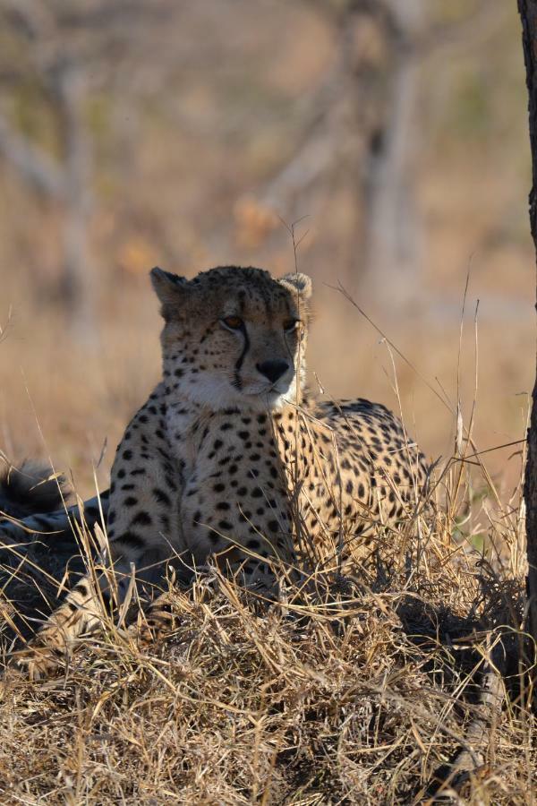 Mzsingitana Tented Camp Hoedspruit Exteriör bild