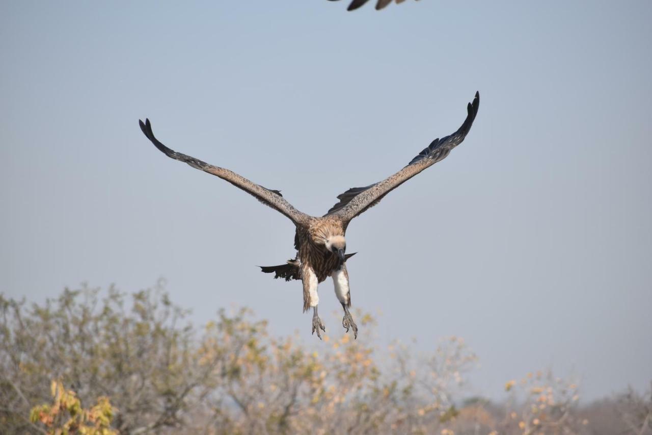 Mzsingitana Tented Camp Hoedspruit Exteriör bild