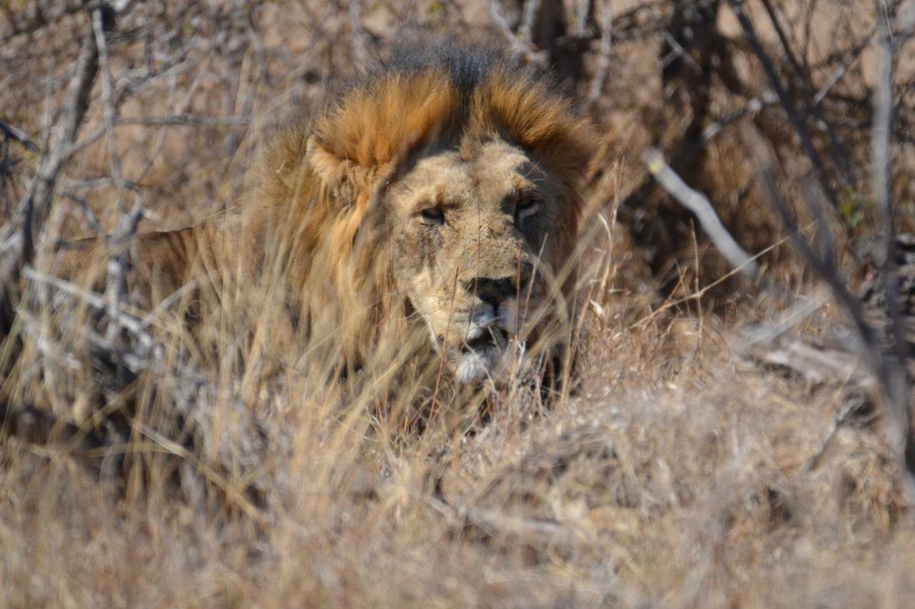 Mzsingitana Tented Camp Hoedspruit Exteriör bild